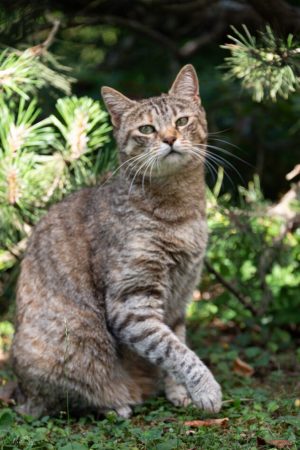 coussinetsenorML_DSC_6932